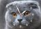 Настенные часы Вислоухий кот